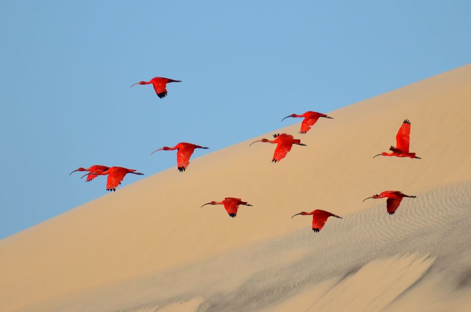 <strong>Category: 15-17 Years Old</strong><br />Flight of the scarlet ibis<em> </em>by Jonathan Jagot, France.<br />Steering the dinghy slowly up the estuary on Ilha do Lençóis, Jagot went in search of scarlet ibis, leaving his family behind on the sailing boat. 