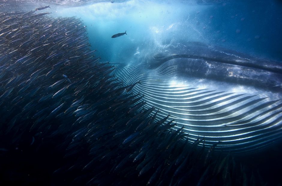 <strong>Category: Underwater </strong><br />A whale of a mouthful by Michael AW, Australia. <br />Photographing this feeding frenzy was a real challenge for AW. Already knocked clean out of the water by whales on two occasions, he just managed to stay out of the way during this encounter. An imposing Bryde's whale rips through a mass of sardines, gulping hundreds in a single pass. 