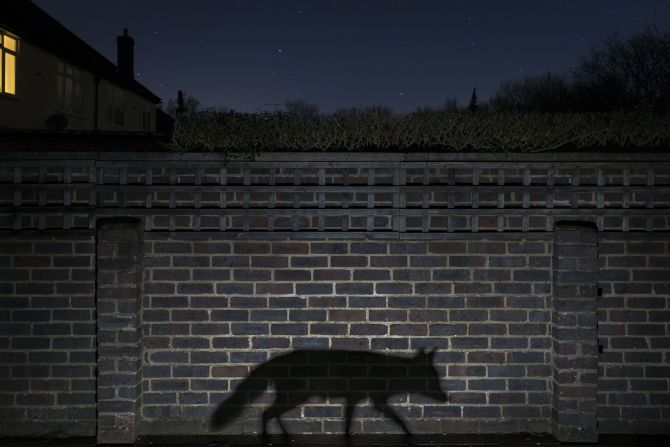 <strong>Category: Urban</strong><br />Shadow walker by Richard Peters, UK.<br />This image captures the the truth of human interaction with the urban fox: rarely more than a glimpse or a shadow.