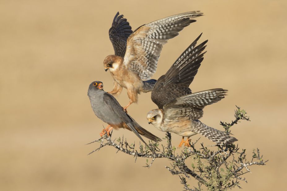 <strong>Category: Birds</strong><br />The company of three by Amir Ben-Dov, Israel. <br />Ben-Dov spent many days observing these red-footed falcons. Here, one female nudges the male with its claw then flies up to make space for the third bird. The reason for their behavior is a mystery. 