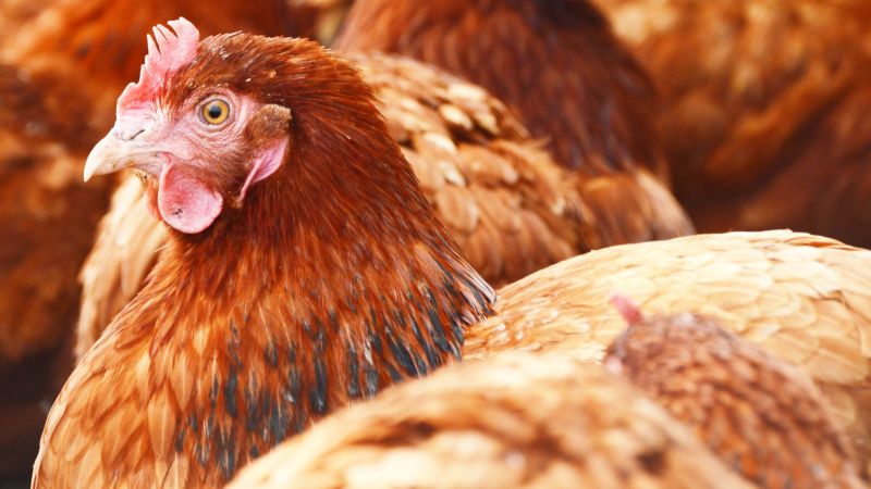 Cdc Report Crushes Your Dreams Of Kissing A Chicken Cnn