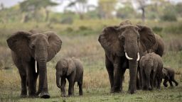 otr tanzania elephants