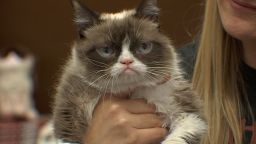 Grumpy Cat makes an appearance at Powell's Cedar Hills Crossing in Beaverton, Oregon.