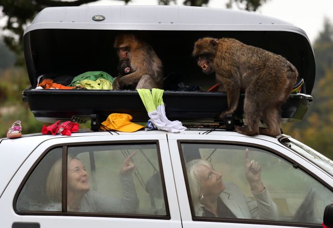 In a stunt to mark the opening of Scotland's only monkey drive-through, Barbary macaques at Blair Drummond Safari Park demonstrate why drivers should always lock their luggage compartment.