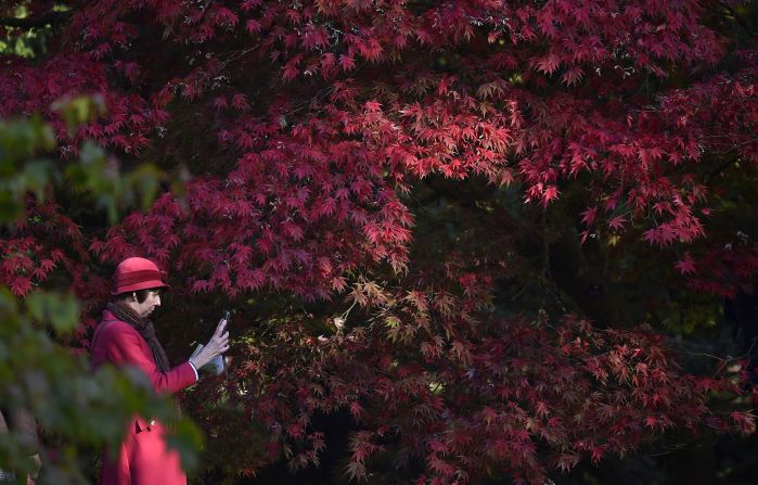 Visitors have been queuing up to an hour to get in to see the spectacular fall foliage at Westonbirt Arboretum in southwest England. The dry, settled October weather has spared the leaves from wind and rain.