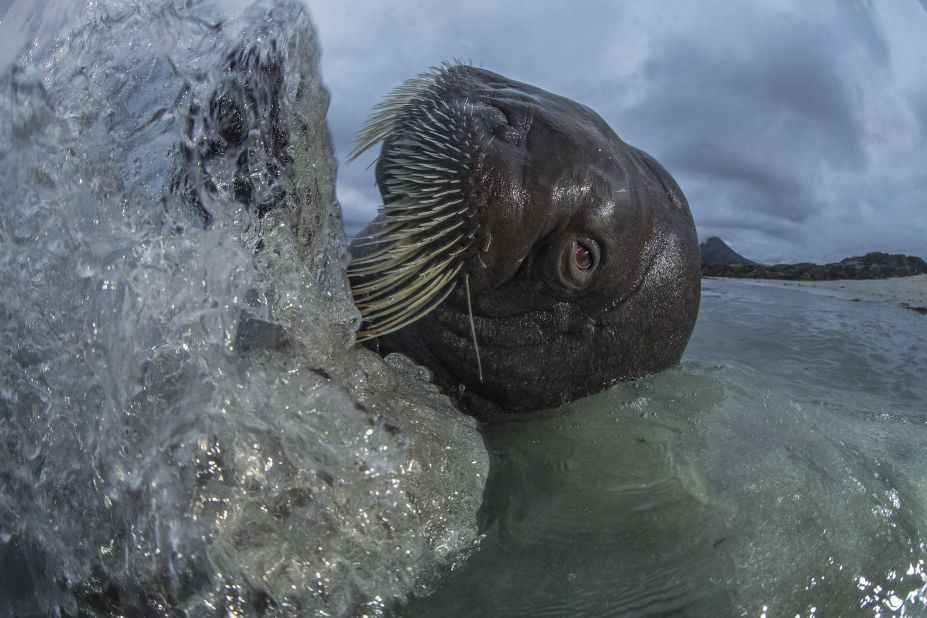 Category: Portfolio Splash-time with Buddy by Audun Rikardsen, Norway.Rikardsen developed a firm friendship with this young male walrus, nicknamed Buddy, who spent several months hanging around the beach outside Tromsø.