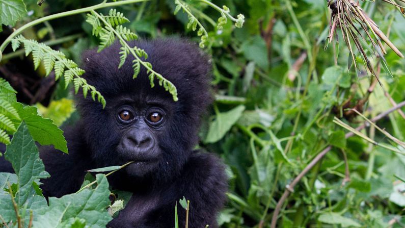 It's a tough slog, but the trek deep into the rainforest of Rwanda's Volcanoes National Park brings you face to face with one of the few mountain gorillas still alive anywhere. Meeting them can changes the very idea of what it means to be human.
