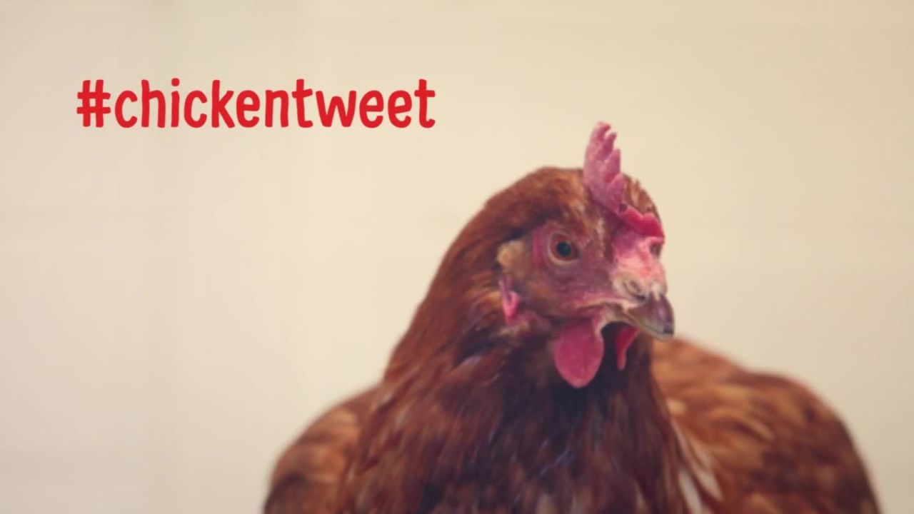 cnnee vo chiken tweeting _00002018.jpg