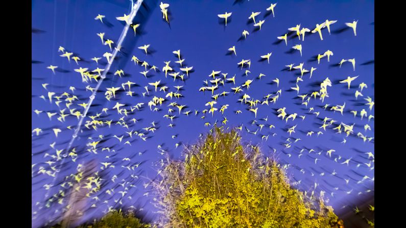 Yoshinori Mizutani spent a year photographing wild parakeets that can be found in Tokyo and other parts of Japan.