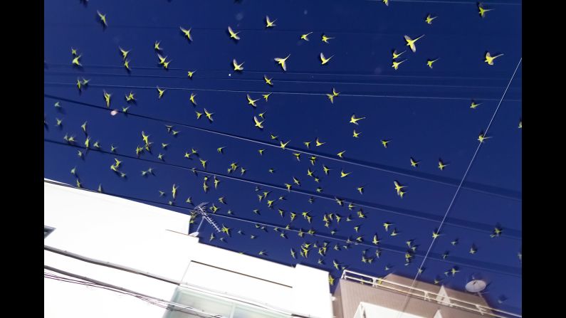 Mizutani's photos have an eerie quality to them and convey the feelings of fear he experienced when he first encountered the birds. 