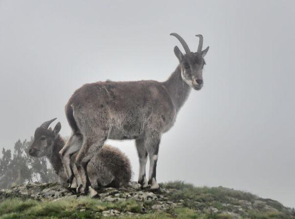 Ethiopia's mountain goat -- aalia ibex -- is found exclusively at Simien Mountain National Park.  