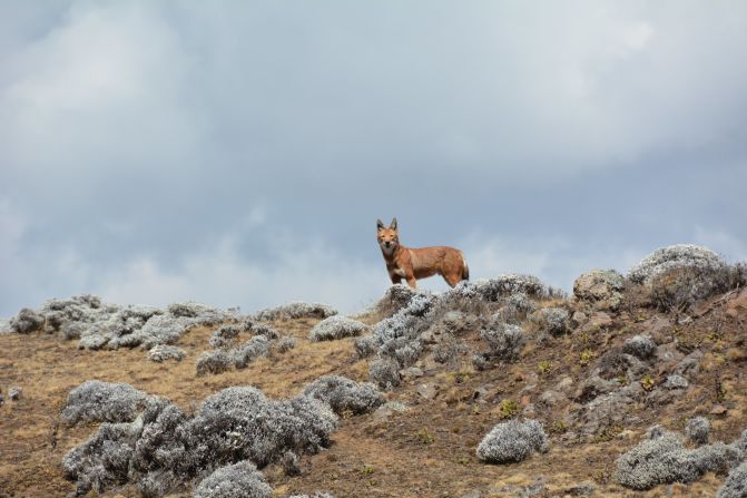 The elusive Ethiopian wolf can live at heights above 13,000 feet. <br />