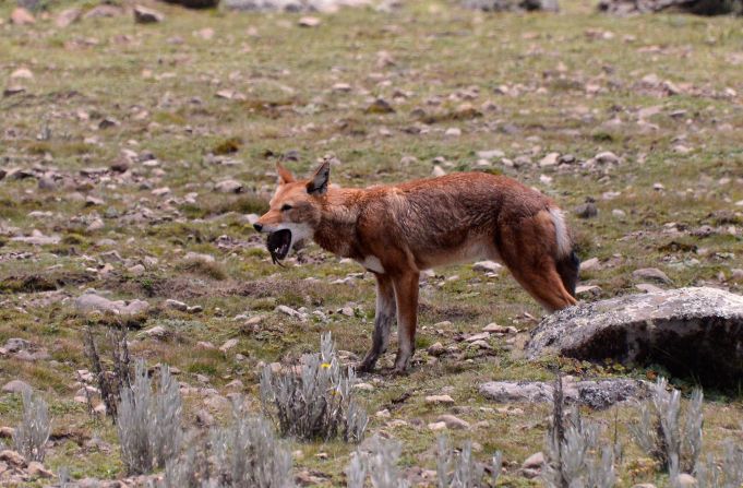 While other wolves eat sheep, the Ethiopian wolf is unique in that it feeds on rats. 