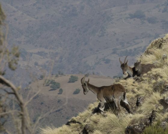 Endemic to the Simien Mountain National Park, the walia ibex population is six times larger than it was 20 years ago thanks to the expansion of the park. 