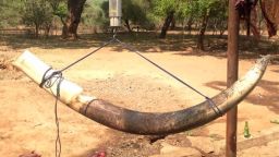 One of the tusks of the killed elephant.