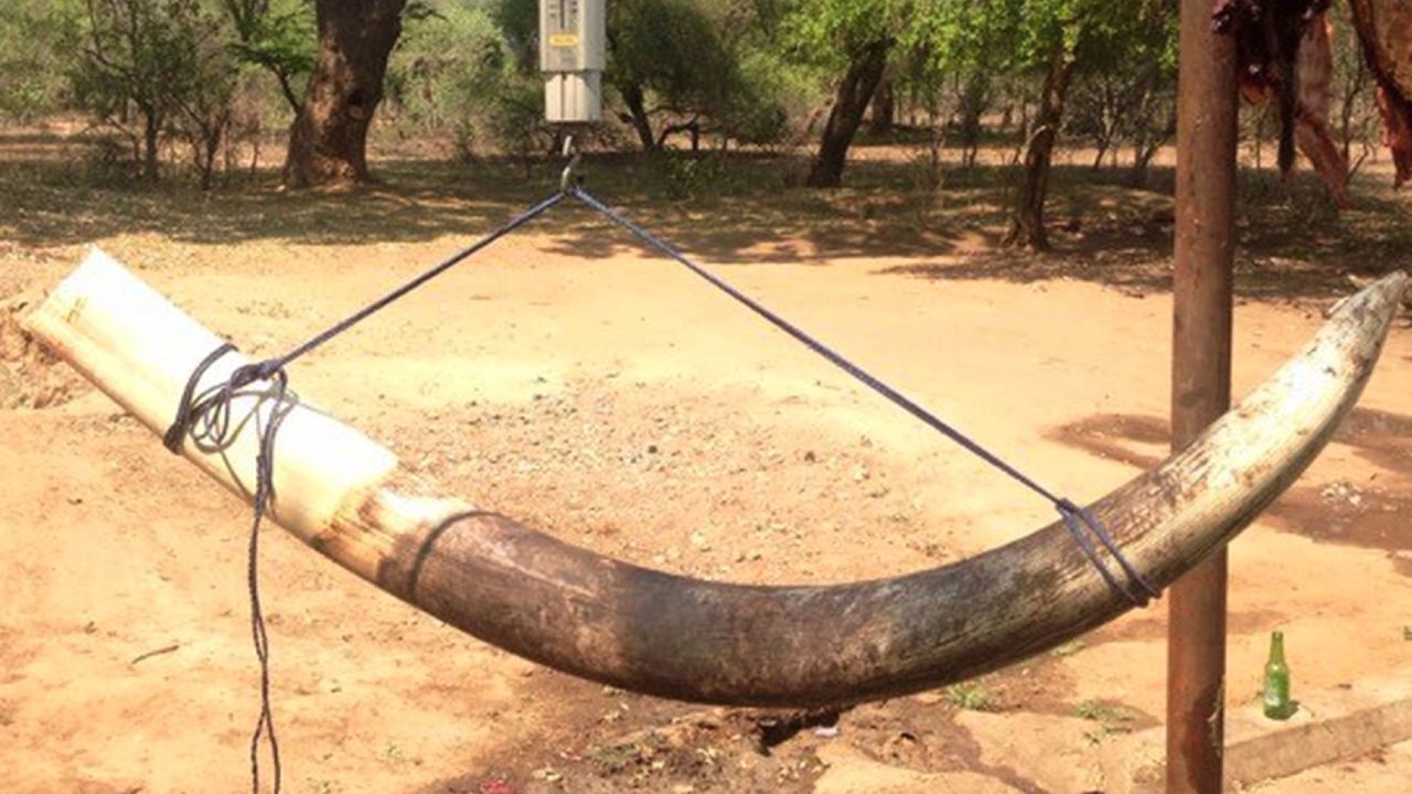 One of the tusks of the killed elephant.