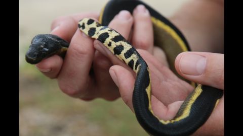 01.ca-sea-snake