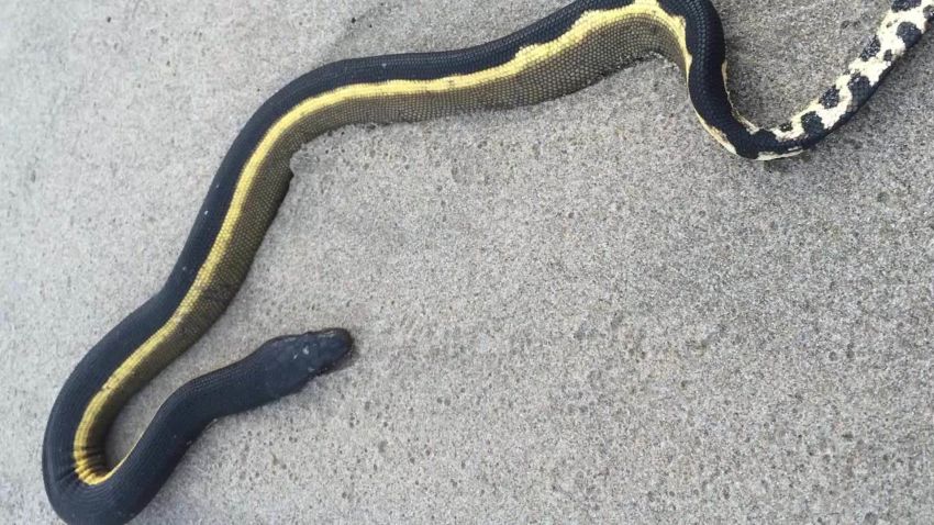 sea snake washes ashore california vstop orig bb_00001020.jpg
