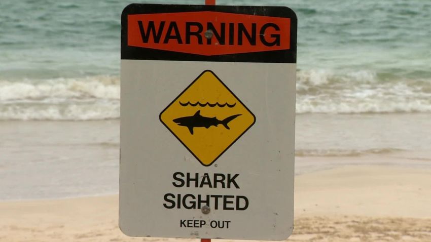 shark attacks swimmer hi dnt_00011013.jpg