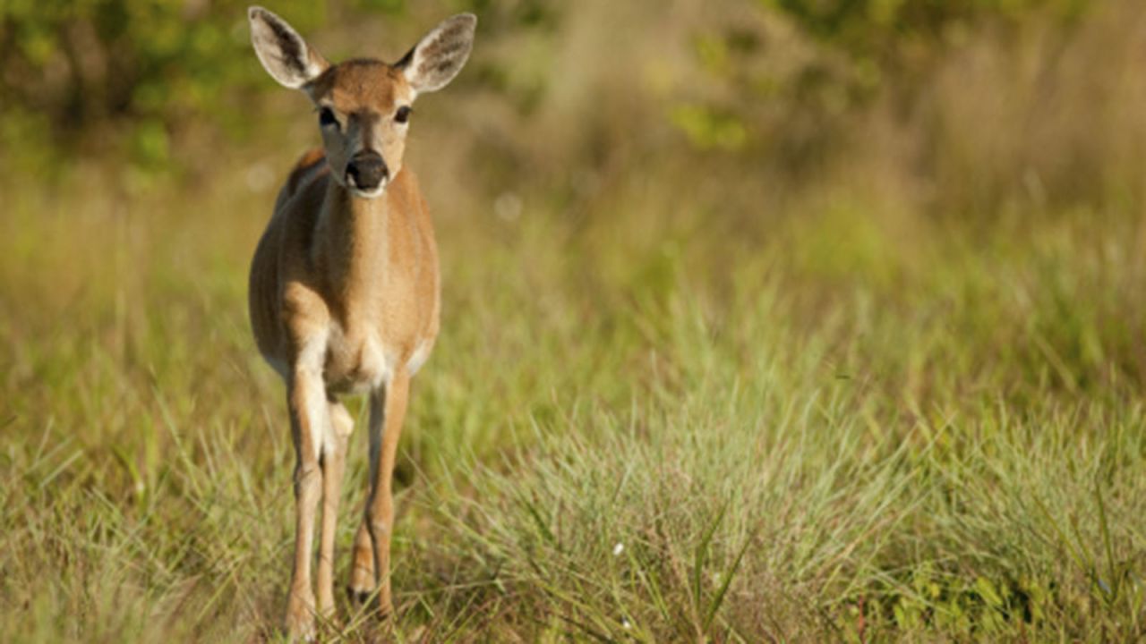 Key deer are the smallest deer in North America -- about the size of a large dog. The endangered species can be found at the National Key Deer Refuge on Big Pine Key. 