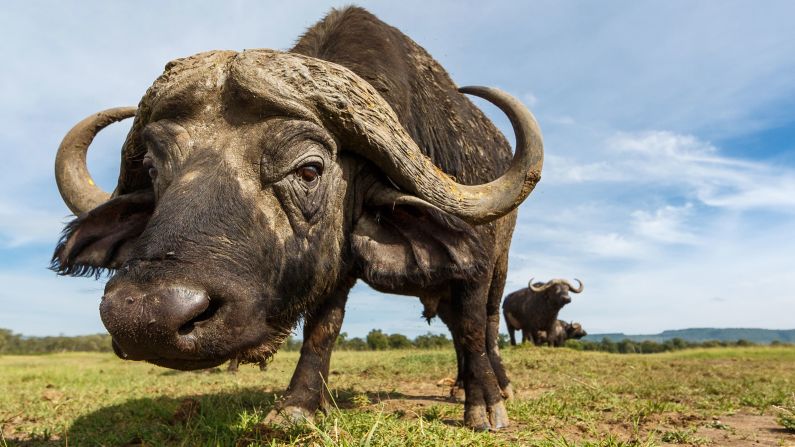 The couple often uses a remote-controlled camera buggy to get close to the animals, as well as quadcopters. The highly dangerous African buffalo is nicknamed "The Widowmaker," so the buggy is the best way to get close to it. 