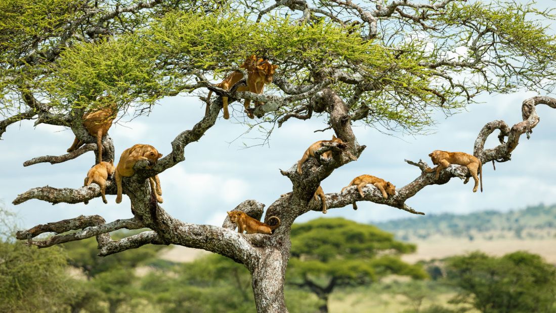 These nine lions in a tree were snapped by Australian husband-and-wife team Kym and Tonya Illman. Using pioneering photography techniques they've managed to get rare, closeup views of African wildlife. Their new book "Africa on Safari" tells the stories behind the shoots.