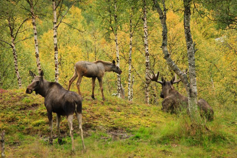 arctic moose