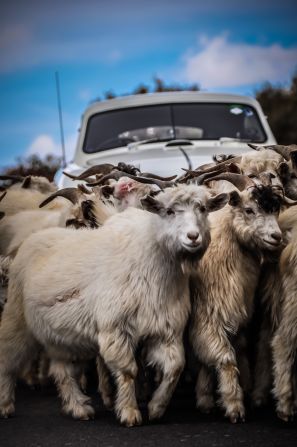 The goats were not to be upstaged by an Aston Martin!