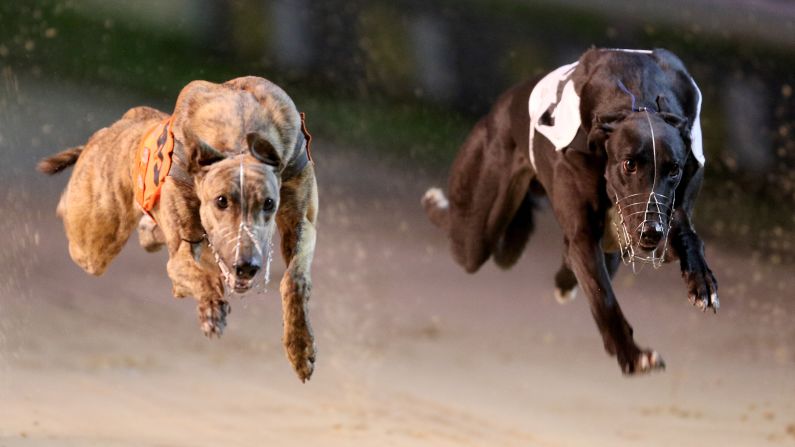Greyhounds race in Newcastle upon Tyne, England, on Thursday, October 15.