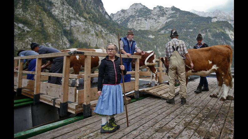 These Bavarian farmers are preparing for the winter season by driving their cattle down from Alpine meadows and bringing them to a narrow valley only accessible by sailing over Lake Konigssee. 