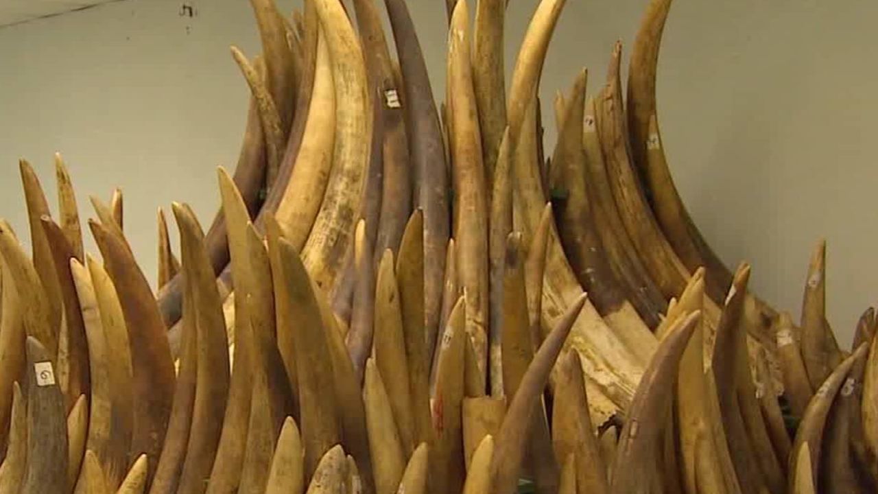 hong kong illegal ivory trade watson pkg_00031028.jpg