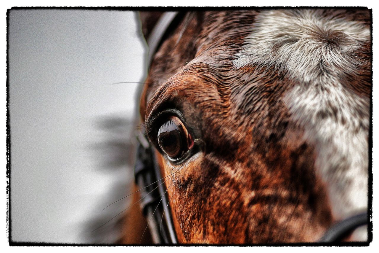 A horses eye at Fontwell racecourse in February 2015. Located in West Sussex, Fontwell is the only figure of eight jumps track in Britain.