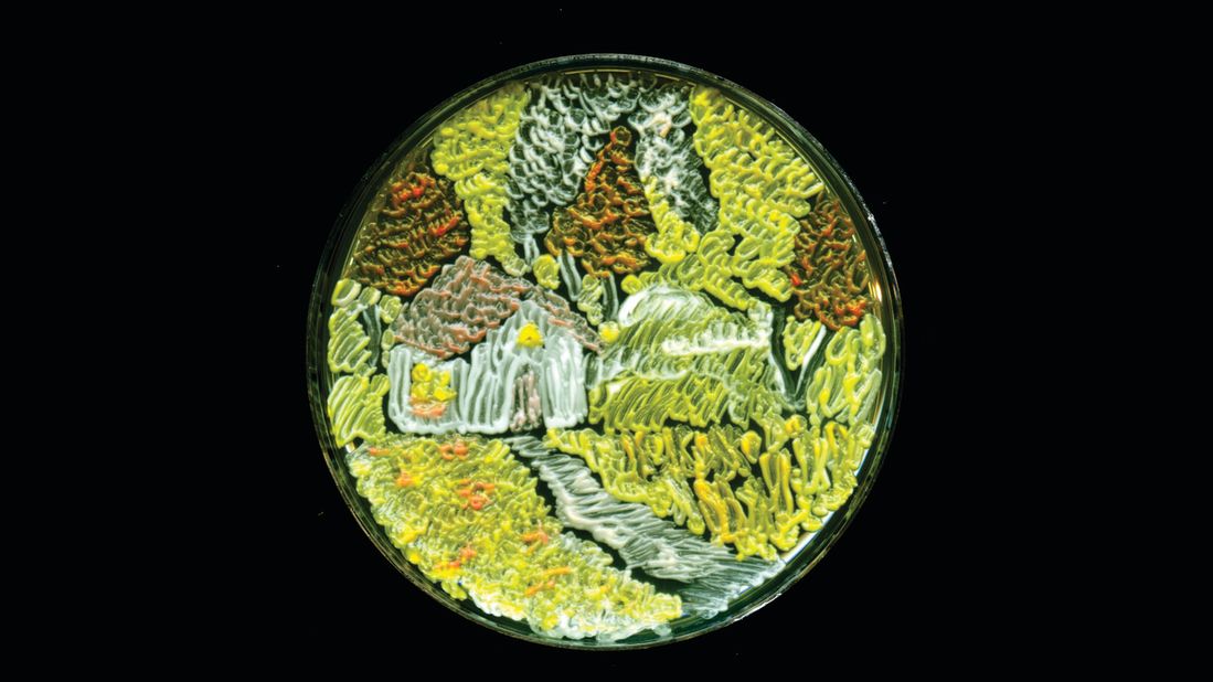 "Harvest Season" is a creation by Maria Eugenia from India.  She used a species of yeast to depict an image of a farmhouse in the fields.