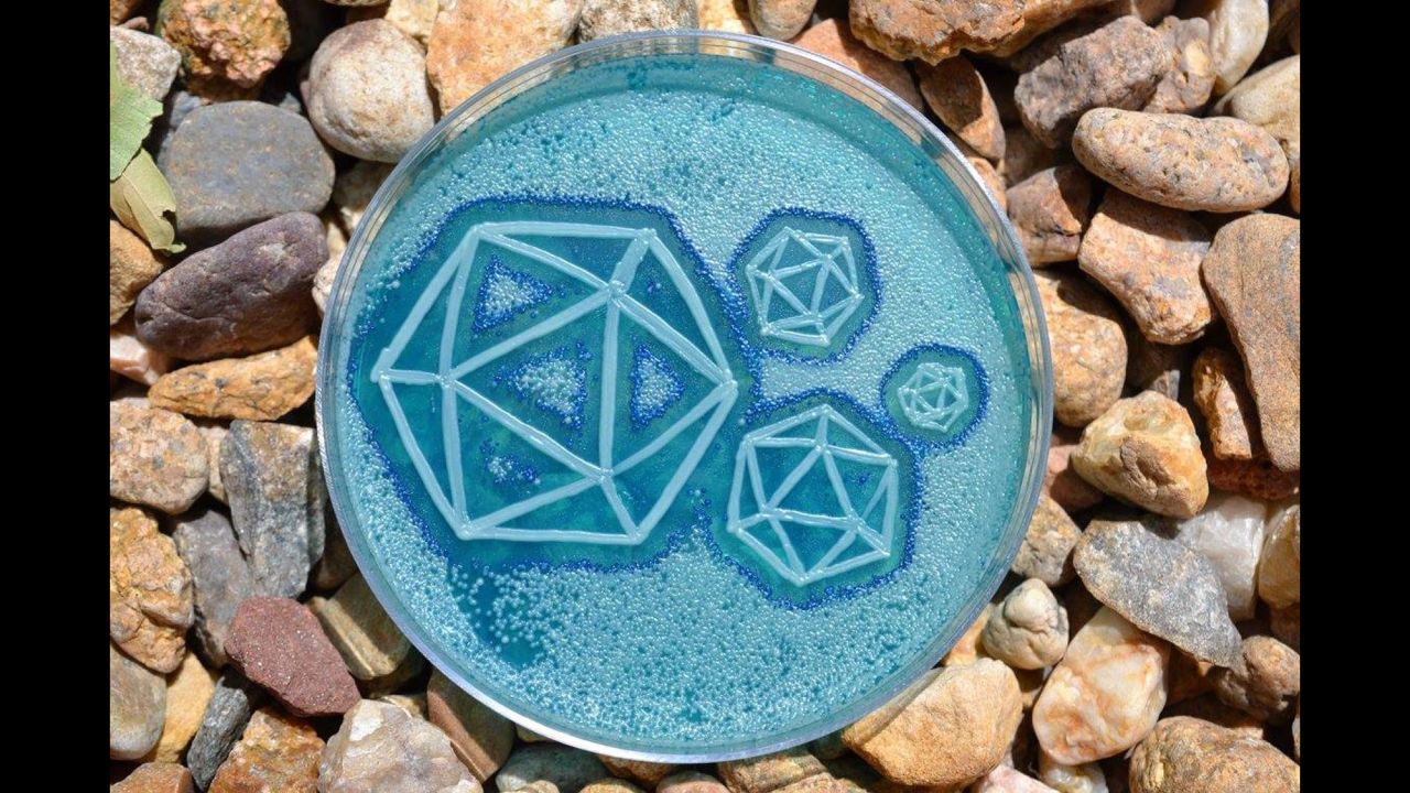 A combination of yeast and viruses are harvested to create a zenful petri art dish.