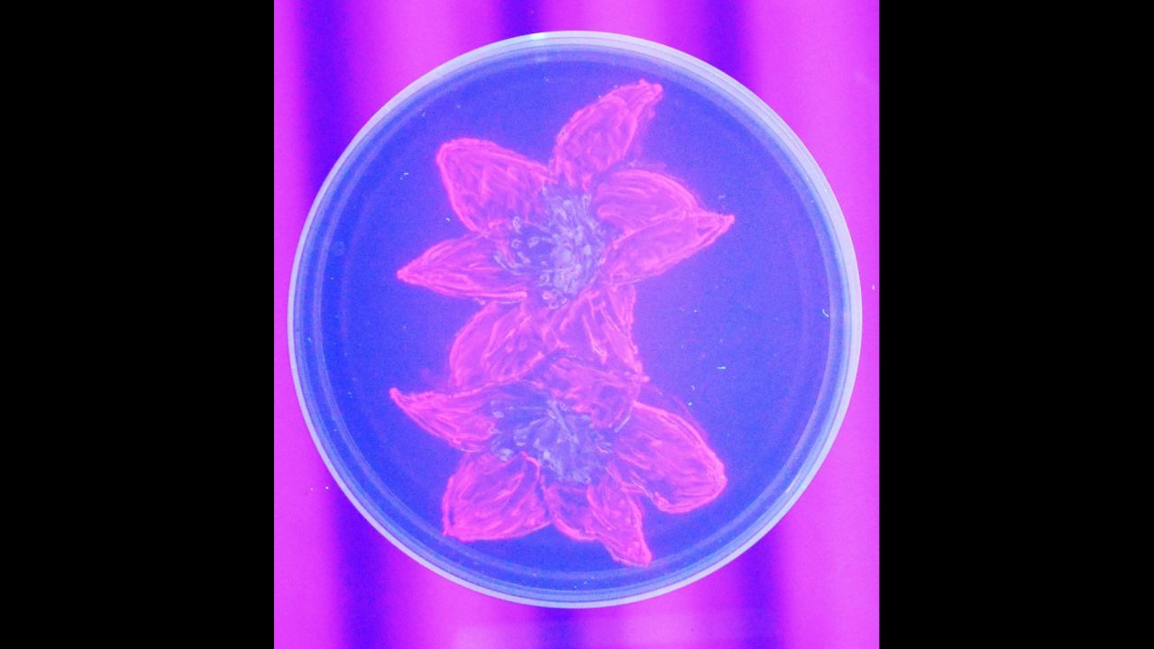 Bifidobacteria micro flower was created using lactis, a commercial probiotic found in many foods.
