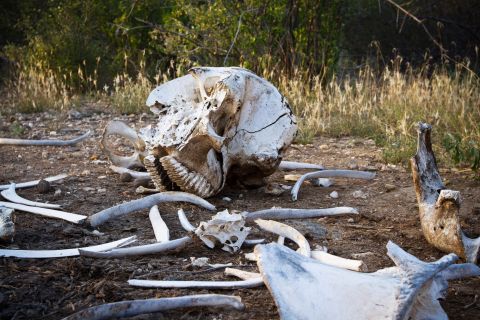 It can take days for a task force to find an elephant carcass as the reserves are vast. <br />A broken-up elephant skeleton minus its tusks is pictured in Kora National Park, Kenya in January 2013.