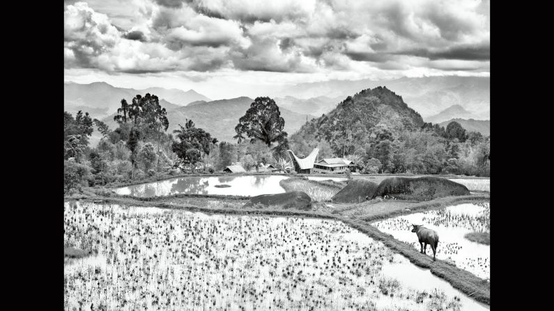 A coffee field is pictured in 2014 around the Toraja mountain area of Indonesia's  Sulawesi Island. "It is perhaps an odd thing for a Brazilian to admit, but I never drink coffee. And yet it runs through my veins," Salgado wrote in his book.
