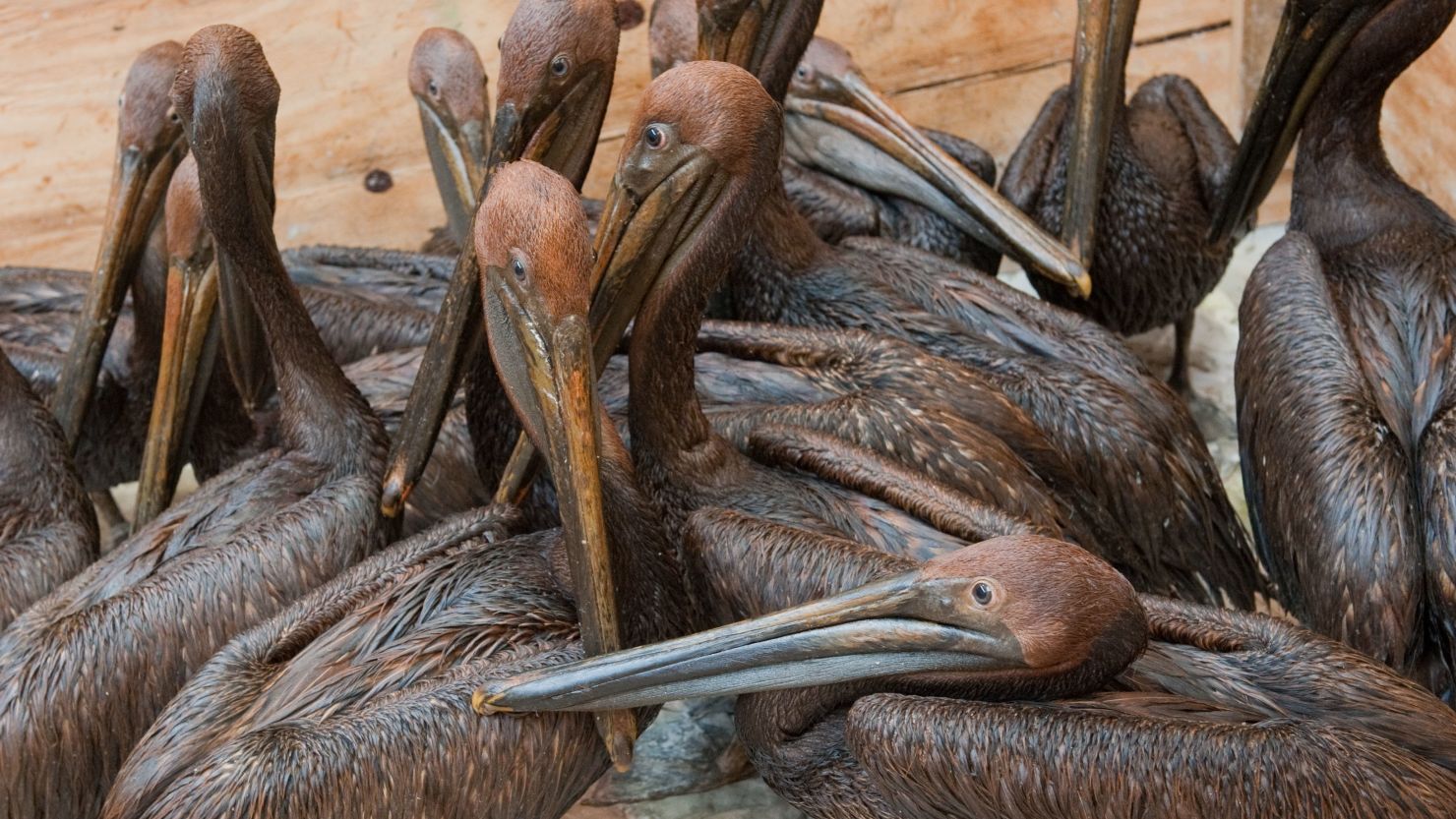 Pelicans covered in oil after the BP Gulf of Mexico spill