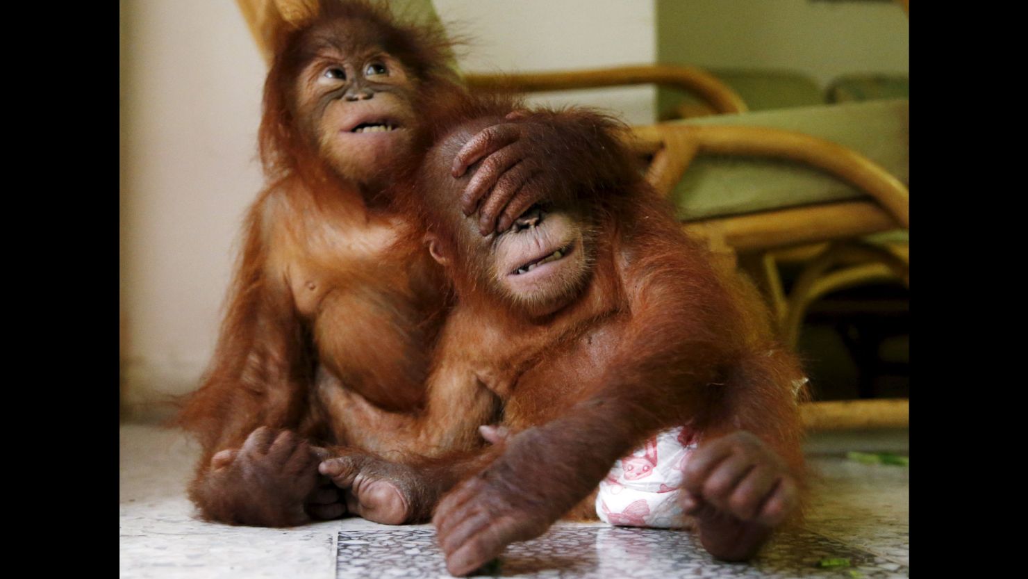Two baby orangutans play with each other at the wildlife department in Kuala Lumpur, Malaysia, on Monday, October 19. The animals were seized in July after traffickers were attempting to sell them.