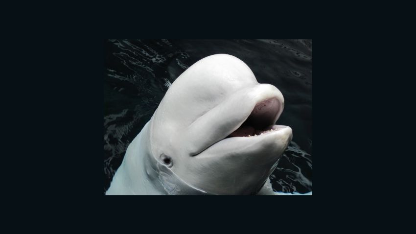 Maris, a beluga whale, dies at age 21 at the Georgia Aquarium in Atlanta