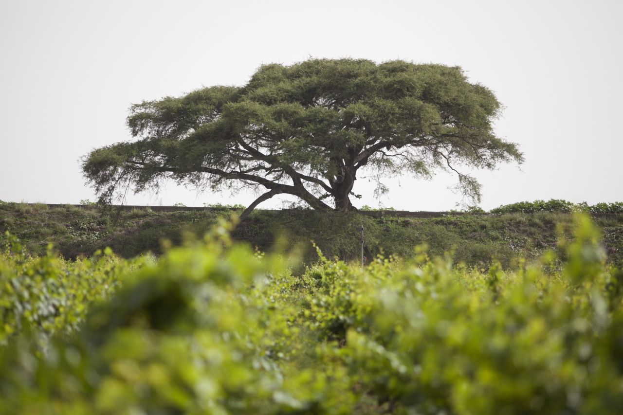 Wine lovers can find unexpected sights in the country, like this winery outside the town of Ziway, central Ethiopia. Beyond the donkeys on a potholed road there are vineyards bursting with merlot, syrah and chardonnay grapes ripening in the African sun. 