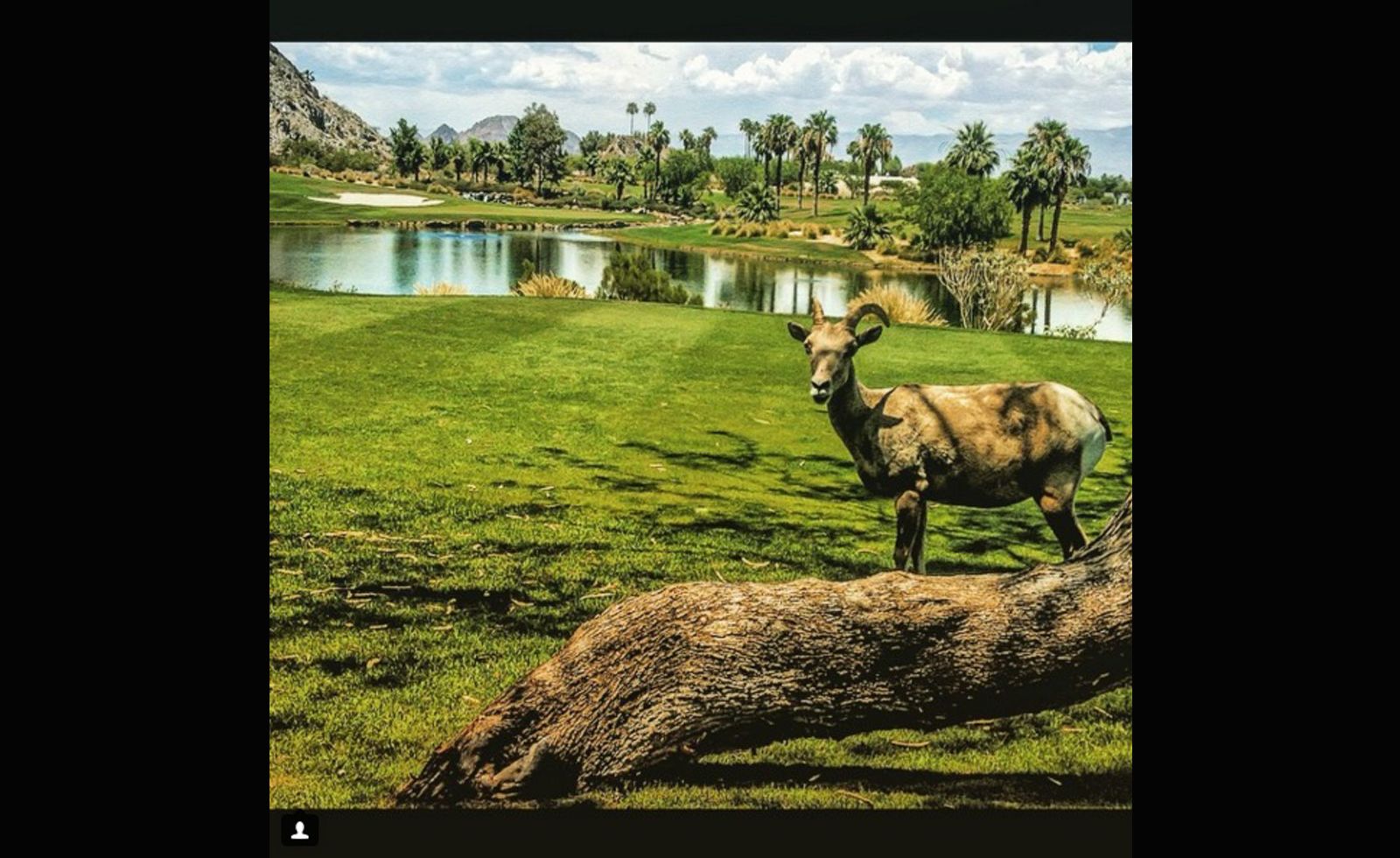 While some golfers in certain parts of the world have been scared off course by alligators, <a href="index.php?page=&url=https%3A%2F%2Finstagram.com%2Frmuggs%2F" target="_blank" target="_blank">@rmuggs</a> found a far less scary intruder on his round. The big horn sheep even took the time to pose and smile for the camera.