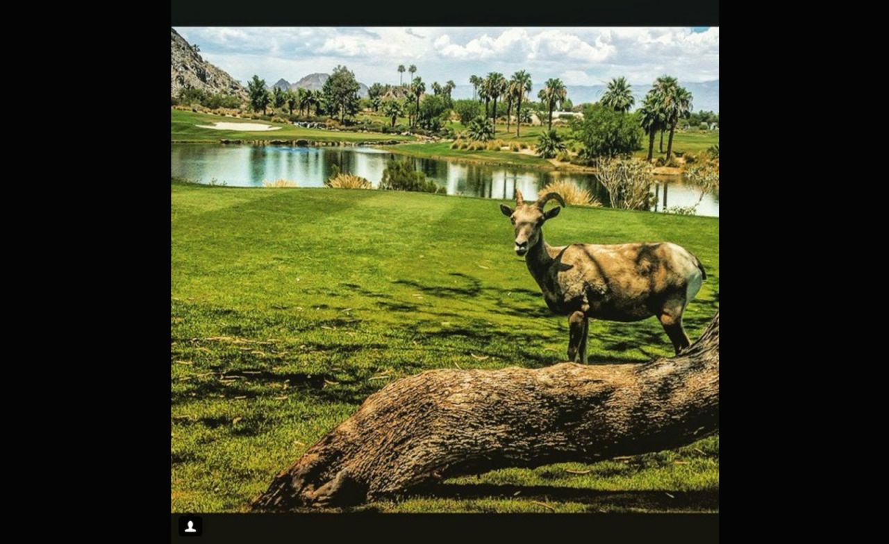 While some golfers in certain parts of the world have been scared off course by alligators, <a href="https://instagram.com/rmuggs/" target="_blank" target="_blank">@rmuggs</a> found a far less scary intruder on his round. The big horn sheep even took the time to pose and smile for the camera.