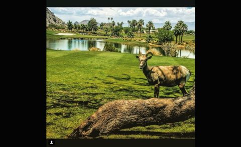 While some golfers in certain parts of the world have been scared off course by alligators, <a href="https://instagram.com/rmuggs/" target="_blank" target="_blank">@rmuggs</a> found a far less scary intruder on his round. The big horn sheep even took the time to pose and smile for the camera.