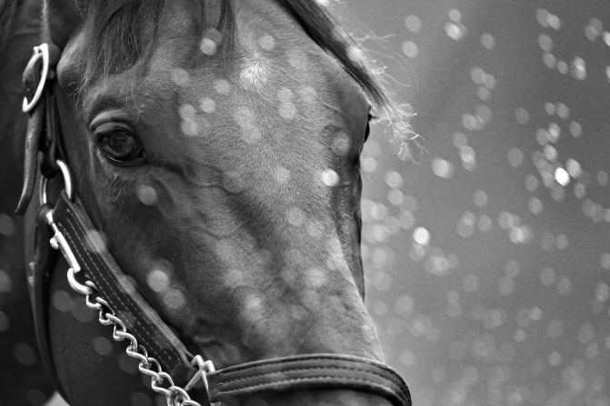 American Pharoah will run his final race at Saturday's Breeders' Cup Classic.