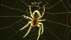 thousands of spiders bridge ohio pkg_00001901.jpg