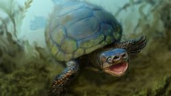 An artist's depiction of the turtle Arvinachelys goldeni as it would have appeared in life 76 milion years ago in southern Utah.