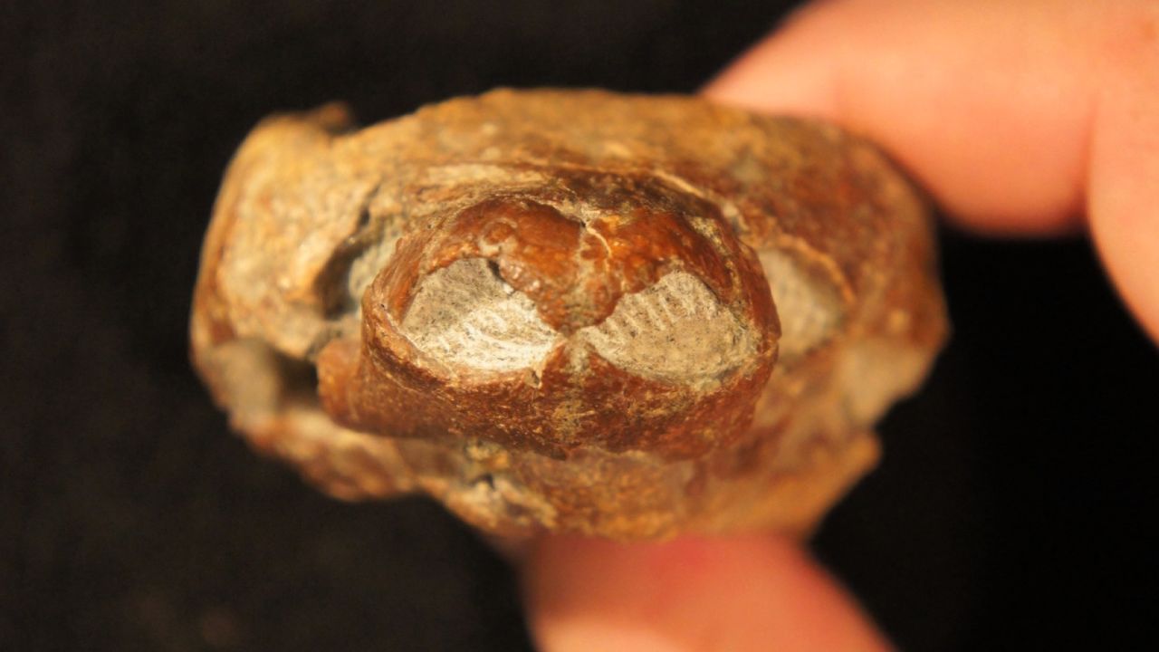 A team of scientists uncovered a new species of extinct turtle in southern Utah that features bizarre anatomy including a pig-like snout.