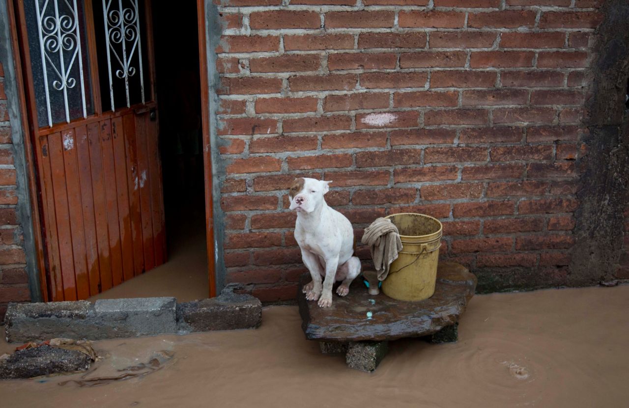 A dog sits outside a flooded house on October 24 in Zoatlan, Mexico.