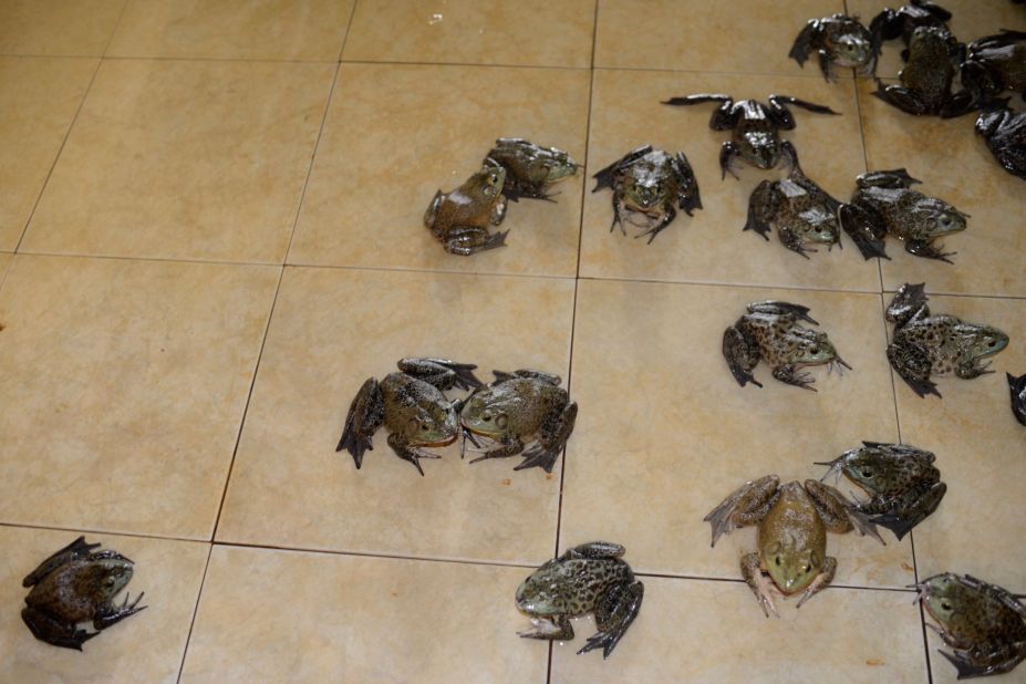 The adult frogs are frequently hosed to keep them cool and wet. When they reach a certain size they're taken for slaughter. In females, the oviducts are removed and either dried or processed for sale as hashima.